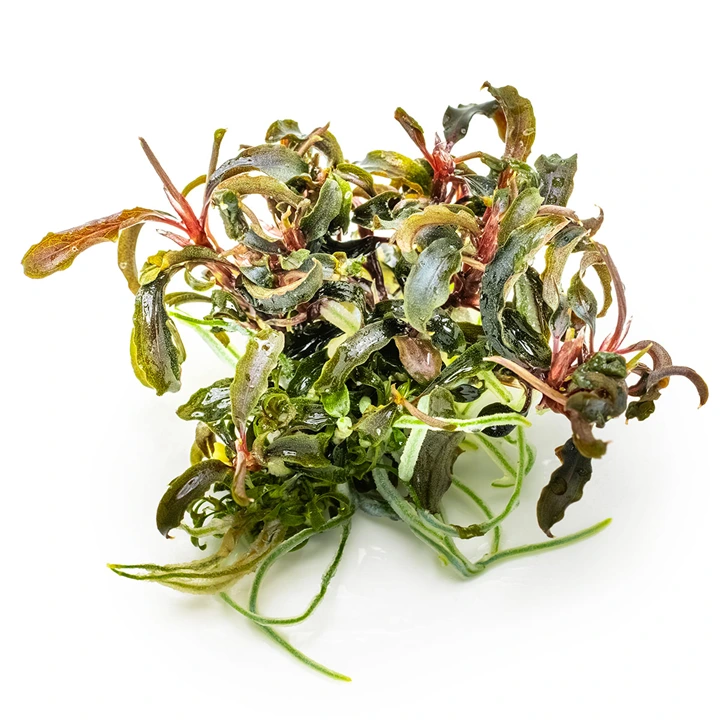 Tropica Bucephalandra Kedagang 1-2-Grow